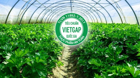 Vietgap là gì?